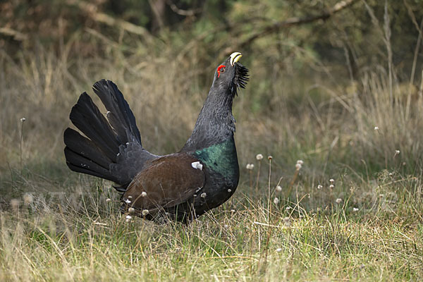 Auerhuhn (Tetrao urogallus)