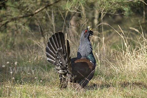 Auerhuhn (Tetrao urogallus)