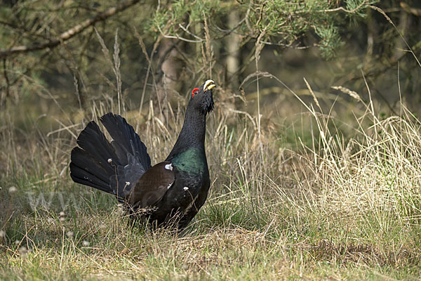 Auerhuhn (Tetrao urogallus)