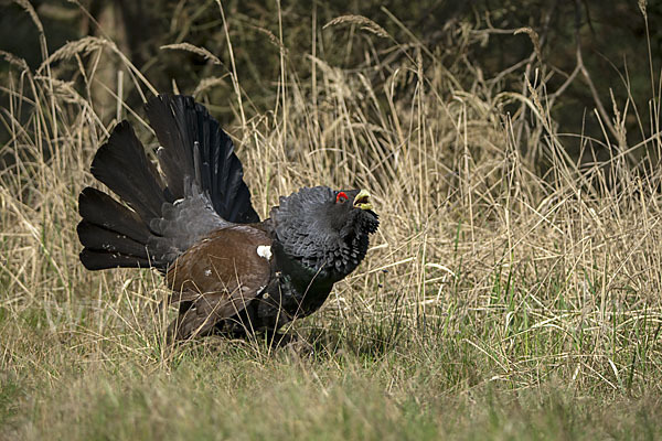 Auerhuhn (Tetrao urogallus)