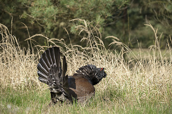 Auerhuhn (Tetrao urogallus)