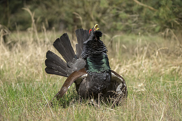 Auerhuhn (Tetrao urogallus)