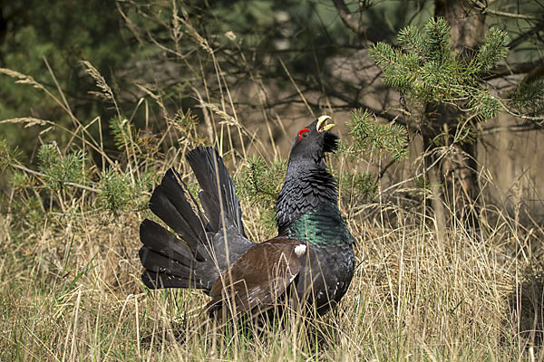 Auerhuhn (Tetrao urogallus)