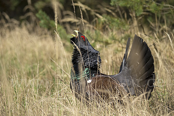 Auerhuhn (Tetrao urogallus)