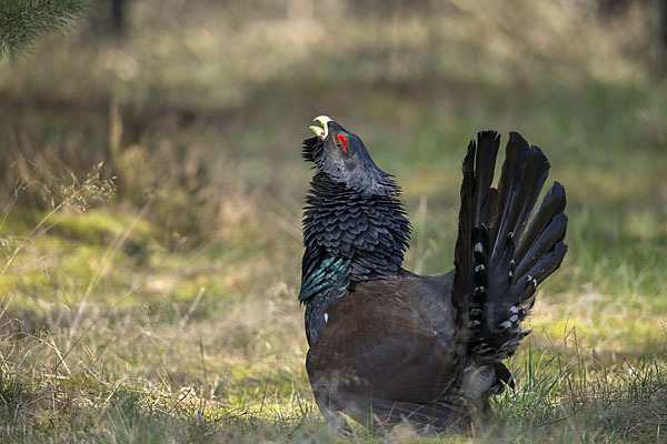 Auerhuhn (Tetrao urogallus)