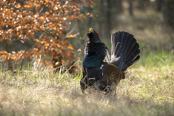 Auerhuhn (Tetrao urogallus)