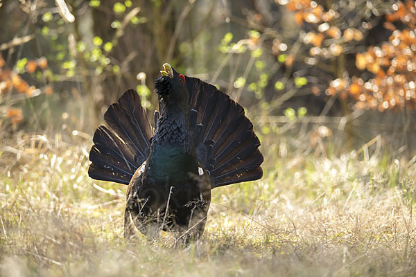 Auerhuhn (Tetrao urogallus)