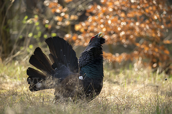 Auerhuhn (Tetrao urogallus)