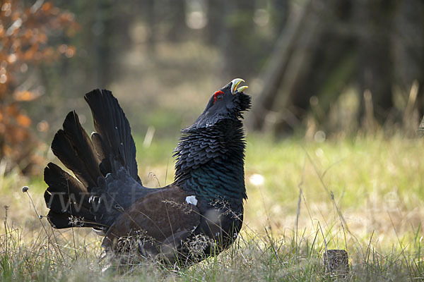 Auerhuhn (Tetrao urogallus)