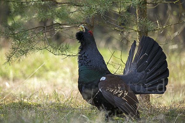 Auerhuhn (Tetrao urogallus)