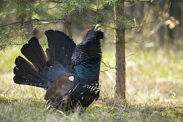 Auerhuhn (Tetrao urogallus)