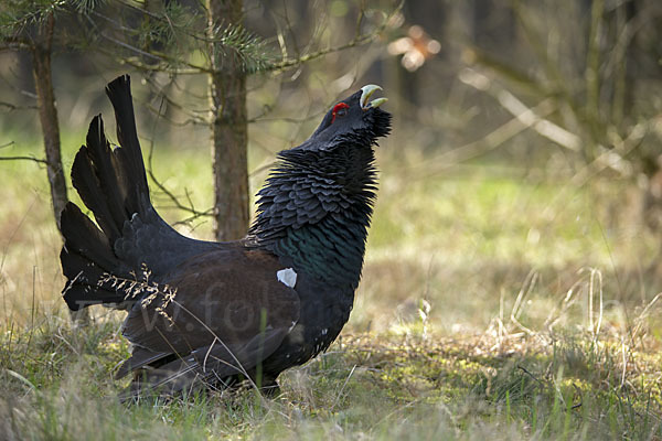 Auerhuhn (Tetrao urogallus)