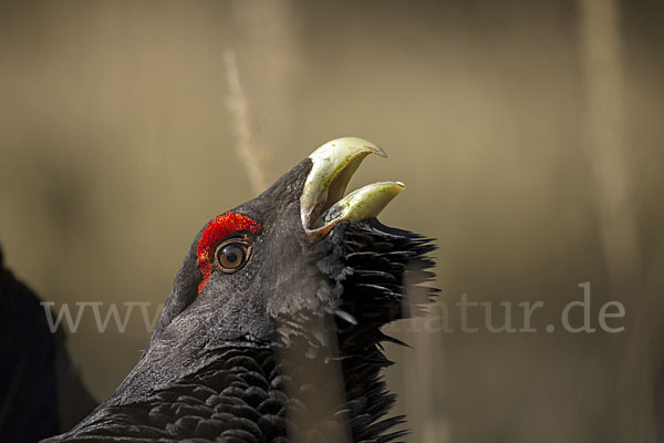 Auerhuhn (Tetrao urogallus)