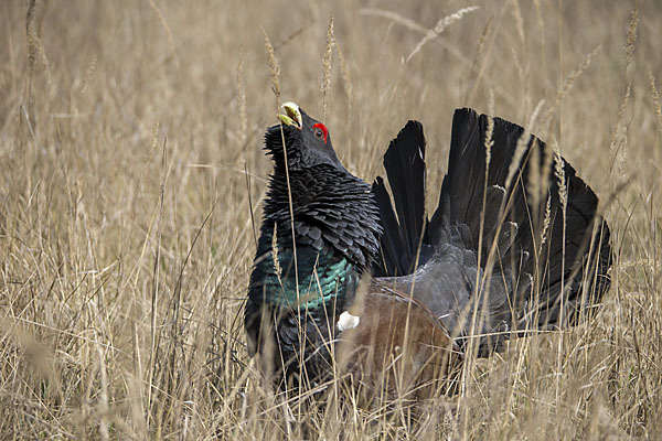 Auerhuhn (Tetrao urogallus)