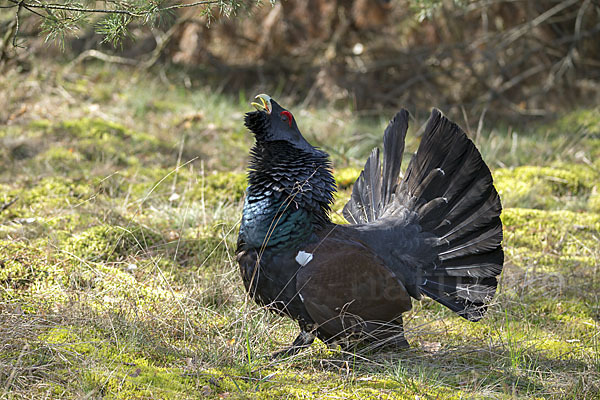 Auerhuhn (Tetrao urogallus)