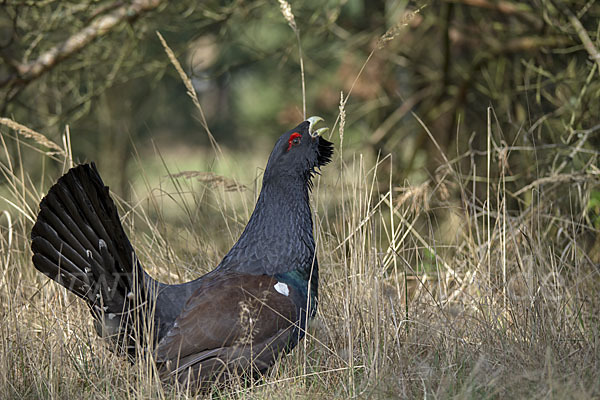 Auerhuhn (Tetrao urogallus)