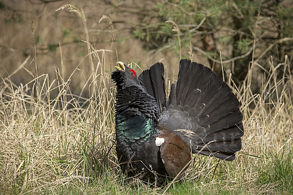 Auerhuhn (Tetrao urogallus)