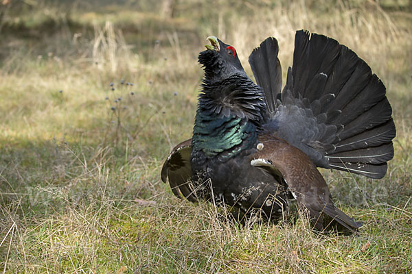 Auerhuhn (Tetrao urogallus)