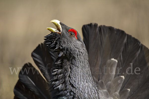 Auerhuhn (Tetrao urogallus)