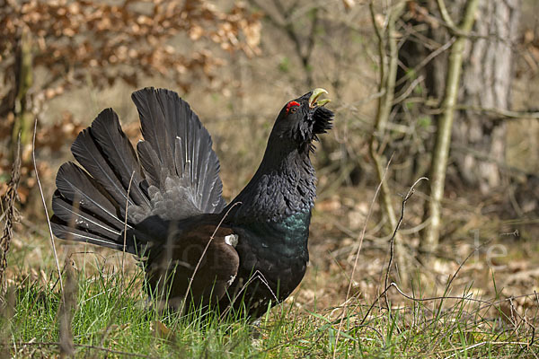 Auerhuhn (Tetrao urogallus)