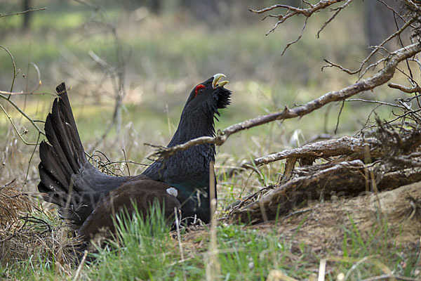 Auerhuhn (Tetrao urogallus)