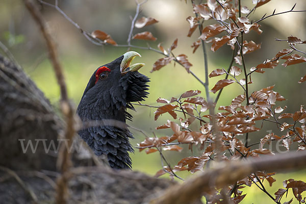 Auerhuhn (Tetrao urogallus)