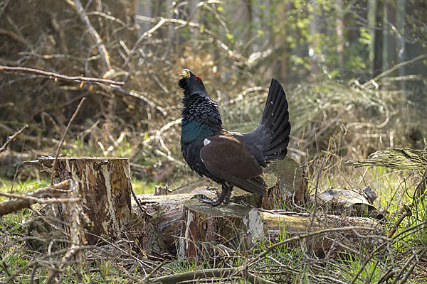 Auerhuhn (Tetrao urogallus)