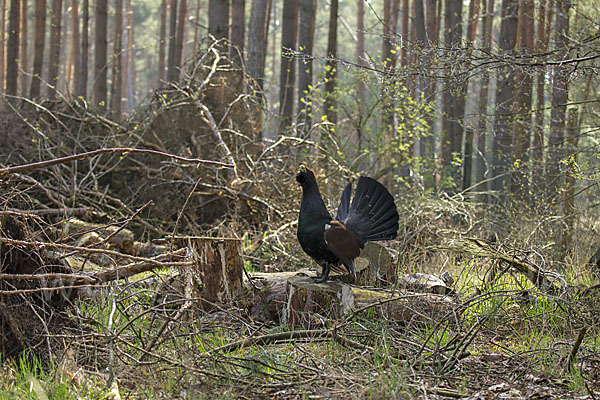 Auerhuhn (Tetrao urogallus)