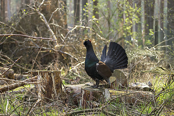 Auerhuhn (Tetrao urogallus)