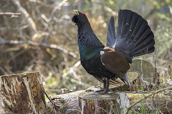 Auerhuhn (Tetrao urogallus)