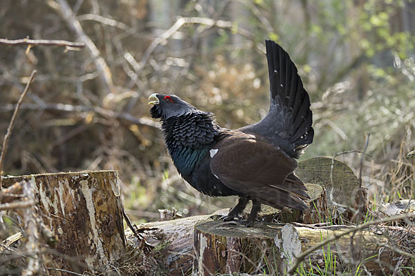 Auerhuhn (Tetrao urogallus)