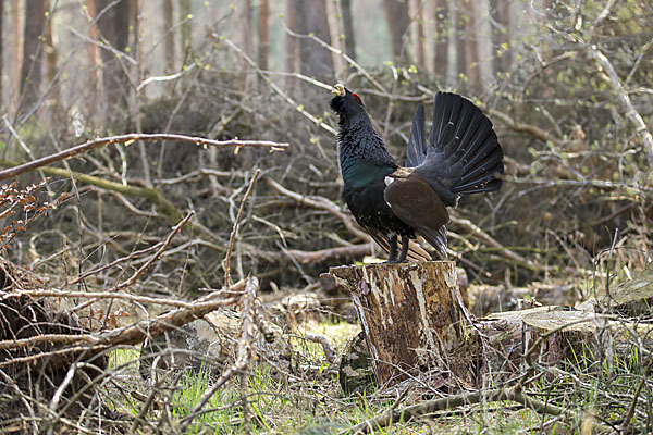 Auerhuhn (Tetrao urogallus)