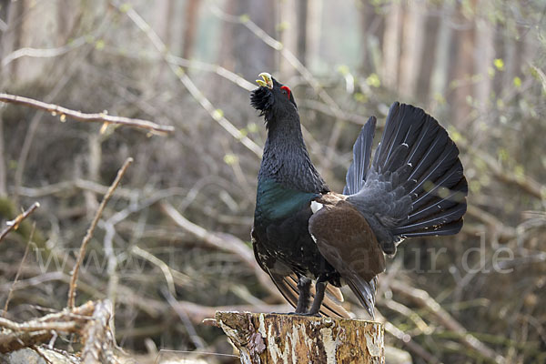 Auerhuhn (Tetrao urogallus)