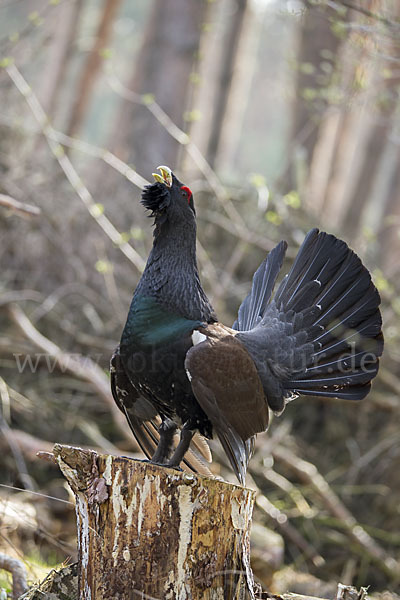 Auerhuhn (Tetrao urogallus)