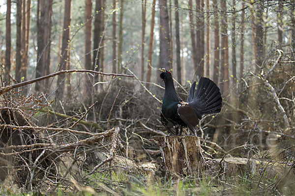 Auerhuhn (Tetrao urogallus)