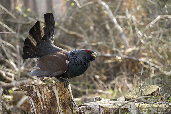 Auerhuhn (Tetrao urogallus)