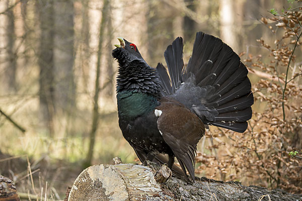 Auerhuhn (Tetrao urogallus)