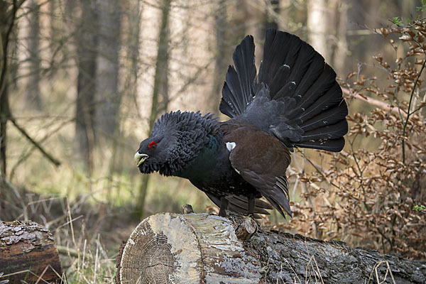 Auerhuhn (Tetrao urogallus)