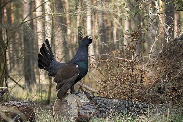 Auerhuhn (Tetrao urogallus)