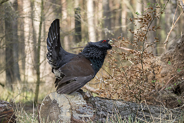 Auerhuhn (Tetrao urogallus)