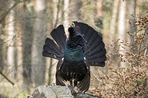 Auerhuhn (Tetrao urogallus)