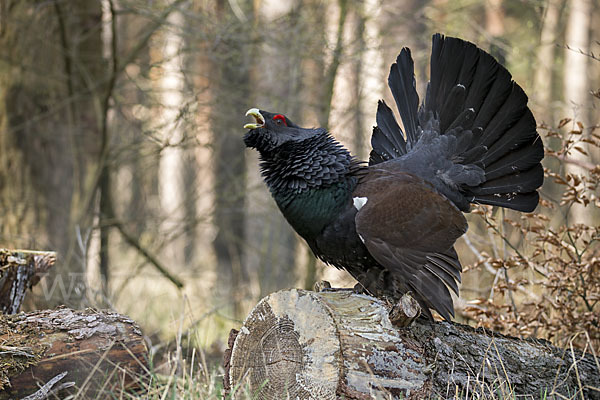 Auerhuhn (Tetrao urogallus)