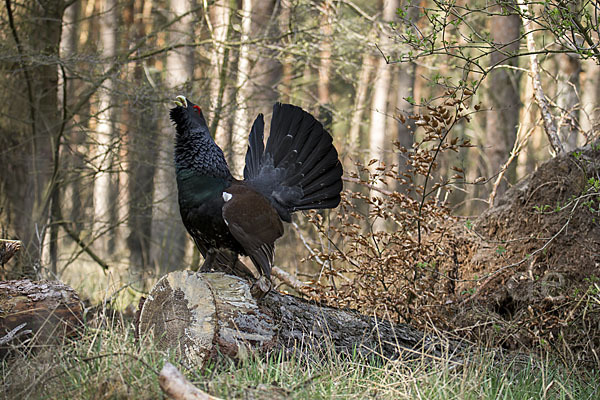 Auerhuhn (Tetrao urogallus)