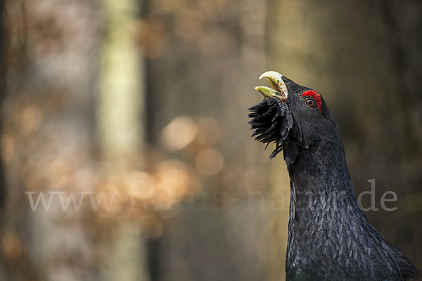 Auerhuhn (Tetrao urogallus)