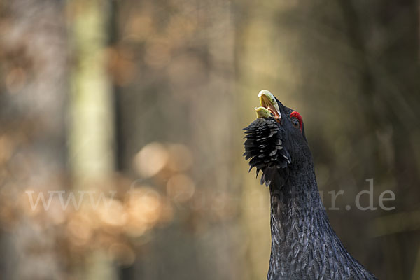 Auerhuhn (Tetrao urogallus)