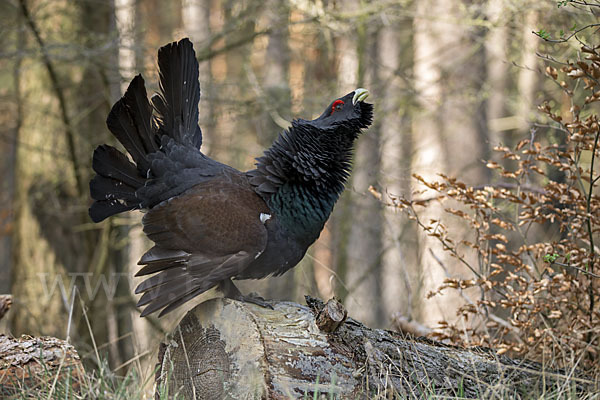 Auerhuhn (Tetrao urogallus)