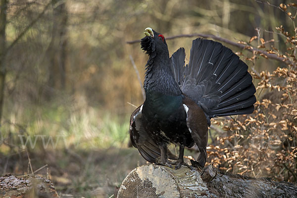 Auerhuhn (Tetrao urogallus)