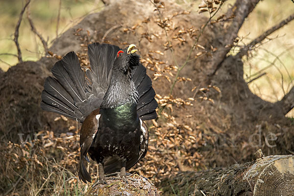 Auerhuhn (Tetrao urogallus)