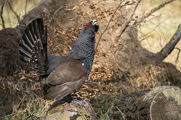 Auerhuhn (Tetrao urogallus)