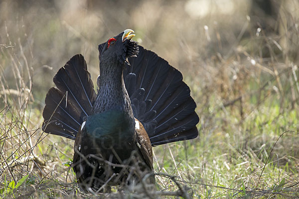 Auerhuhn (Tetrao urogallus)